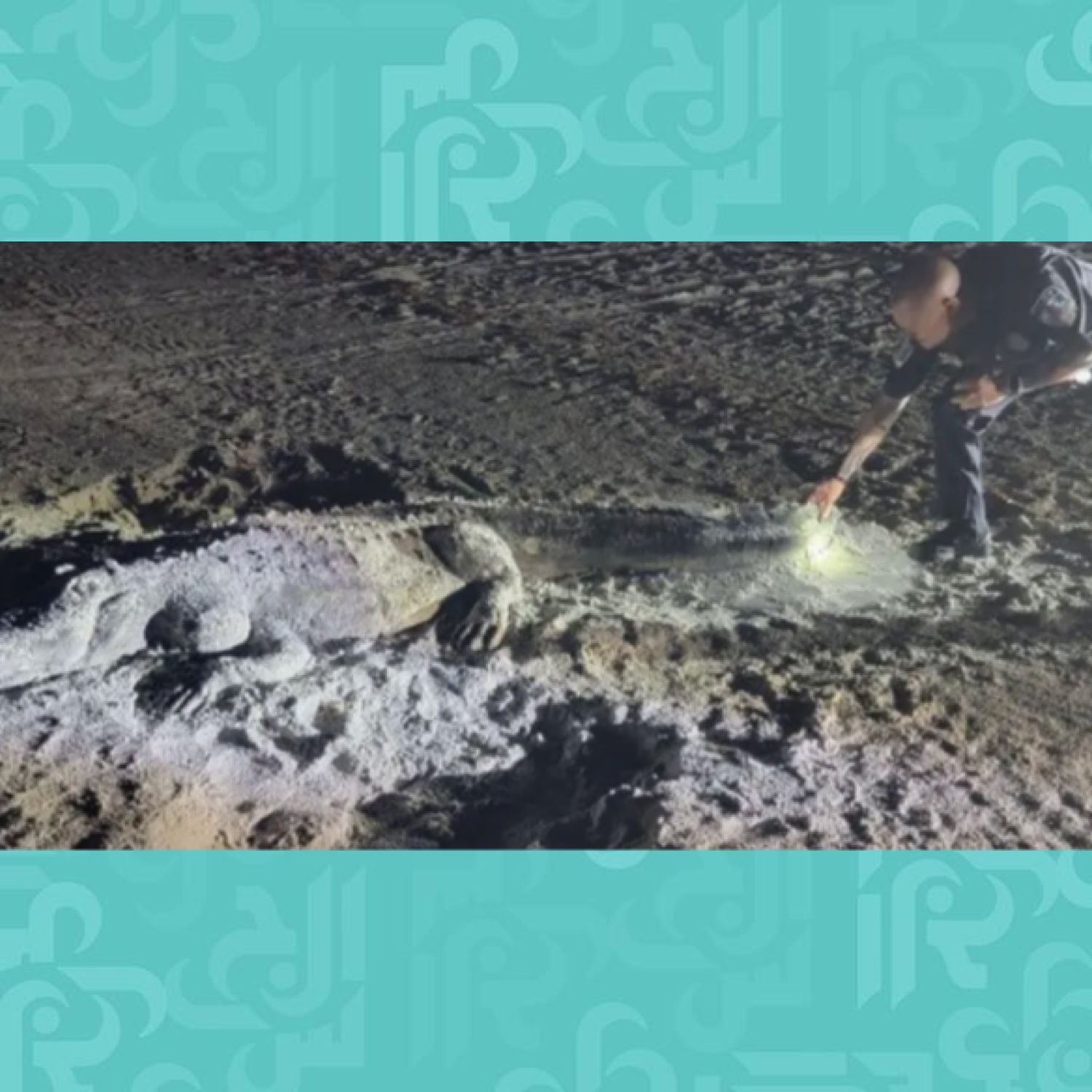تمساح تحت الرمال والحقيقة مختلفة! – صورة