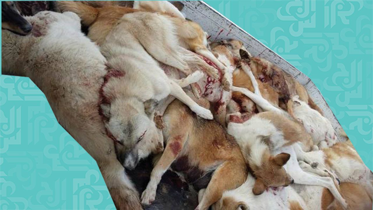 بعد الغبيري جريمة جديدة بحق الكلاب في لبنان