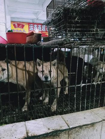 الصين فتحت سوقها لبيع الحيوانات مجددا