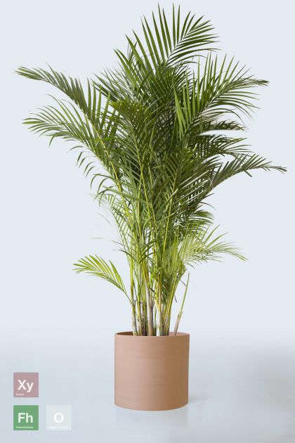 Areca palm