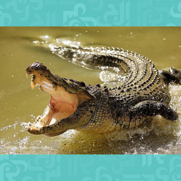 تمساح خطير في عين الرمانة، وقوى الامن تتحرك