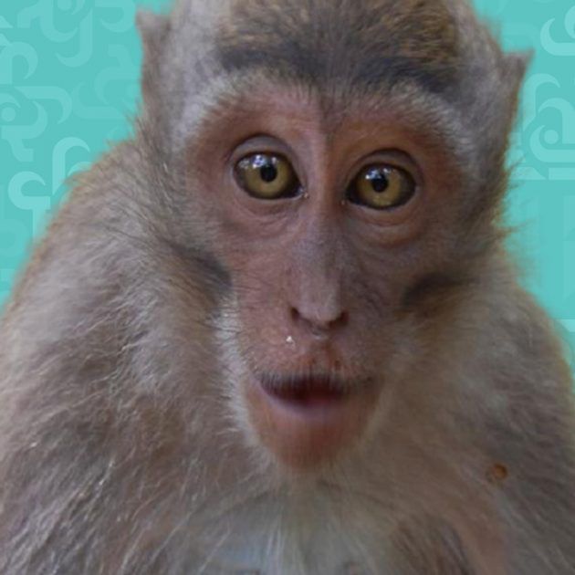 بريطانيا تعلن أول إصابة بمرض القرود ما هو؟ ولا علاج!