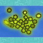 كل ما تريدون معرفته عن فيروس H3N2