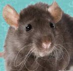 أكبر فأر في العالم يدخل موسوعة غينيس وهذا عمره!