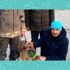 كلبة تنقذ ١٢ تركيًا تحت الأنقاض!