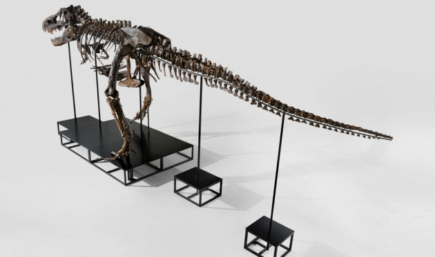 هيكل الديناصور المكتشف