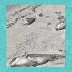 الأسماك على شواطئ أمريكا - فيديو مخيف