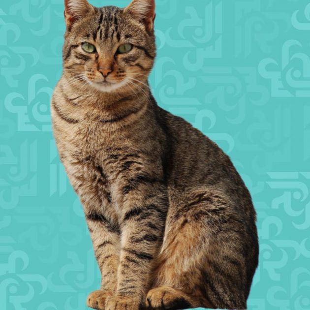 انقاذ قطة في لبنان من الصرف الصحي!