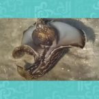 اكتشاف مخلوق جديد وهذه صورته!