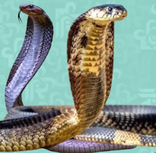 كل شيء عن الافاعي ولماذا تدخل المنازل؟